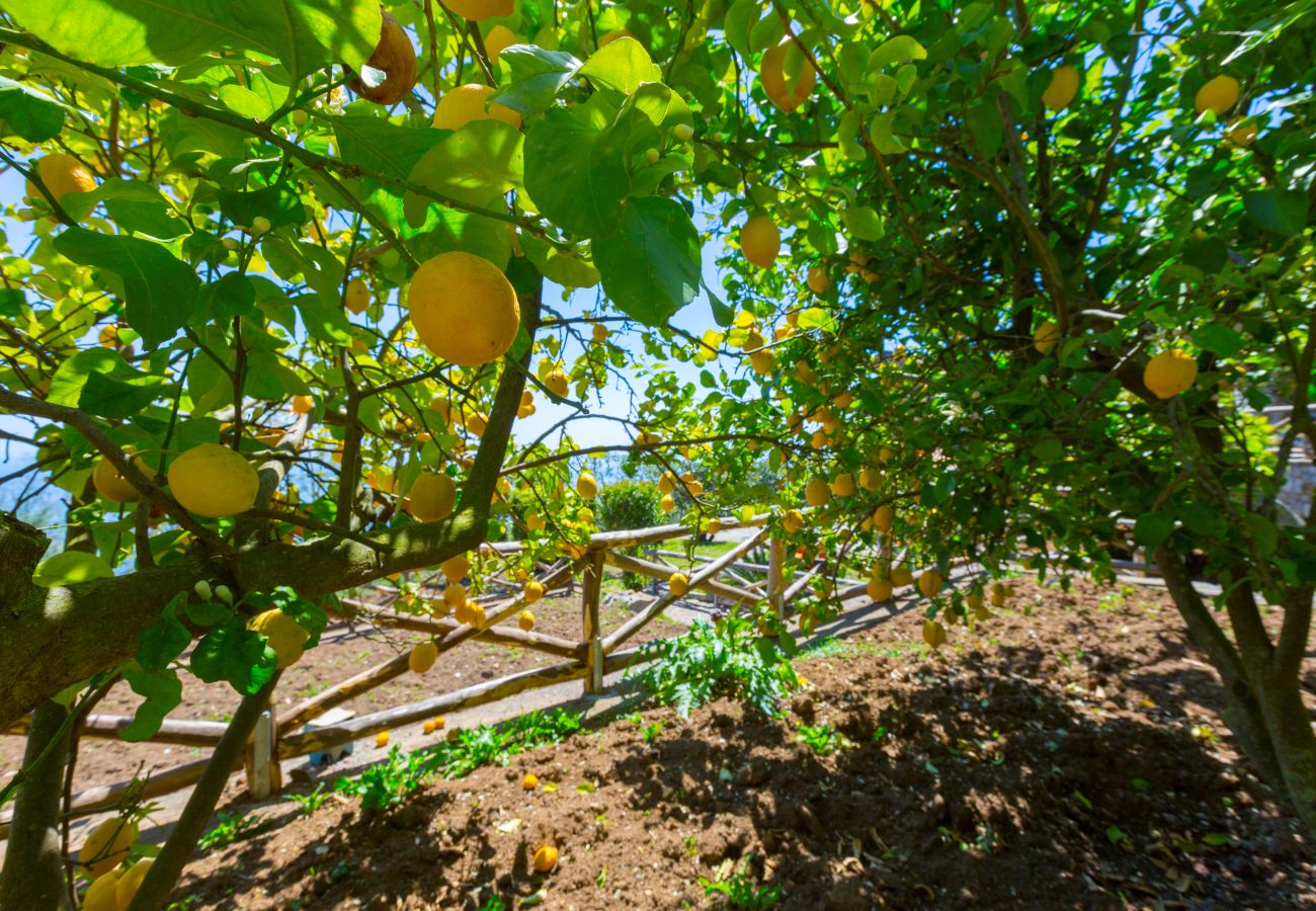 Villa a Massa Lubrense - AMORE RENTALS - Villa Ambra con Vasca Idromassaggio, Giardino e Vista Mare